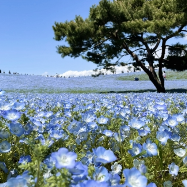 ひたちなか海浜公園